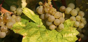 weintrauben_impressionen4