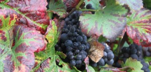 weintrauben_impressionen5