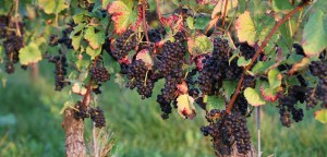 weintrauben_impressionen2_031014