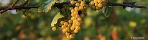 events_evinum_trauben_okt