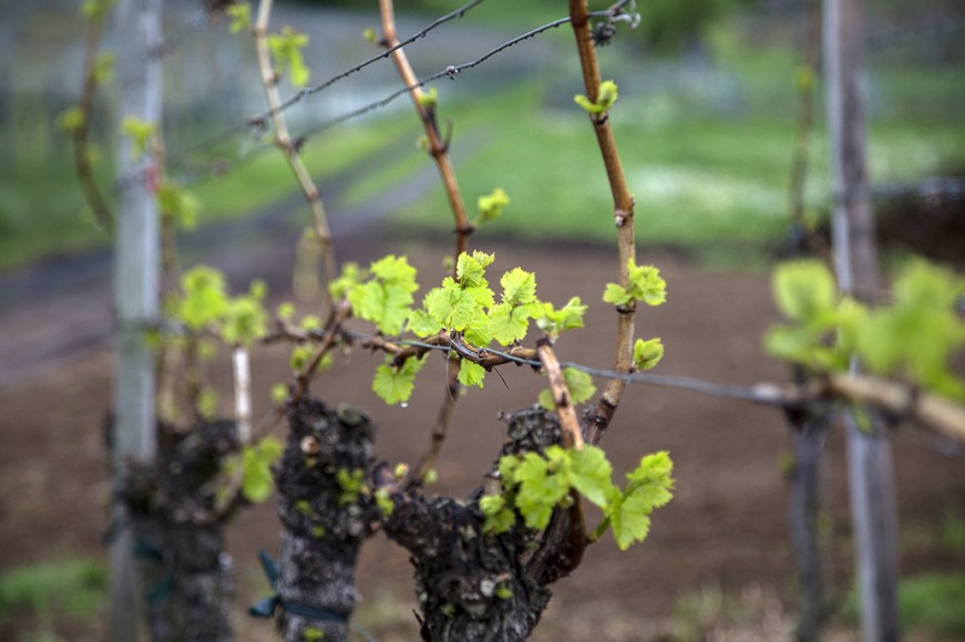 evinum_MG_2356