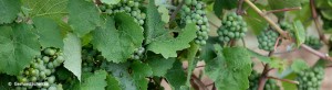 events_evinum_trauben_juli1