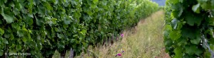 events_evinum_weinberge_juli4