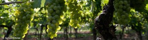 events_evinum_trauben_august4