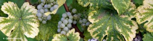 events_evinum_traubenblaetter_herbst2