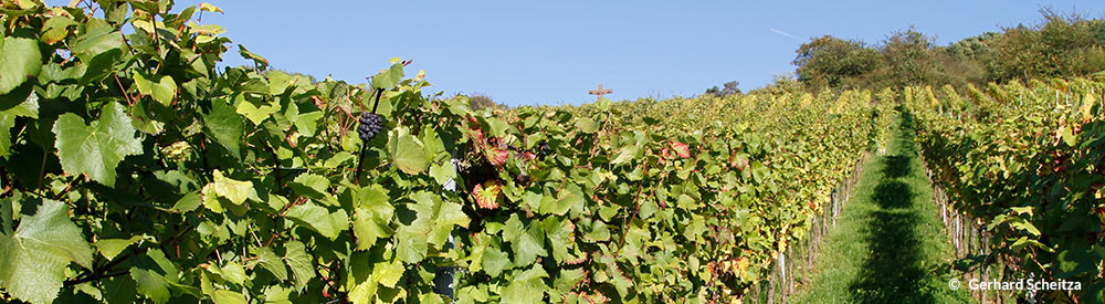 events_evinum_weinberge_herbst_hoerstein2