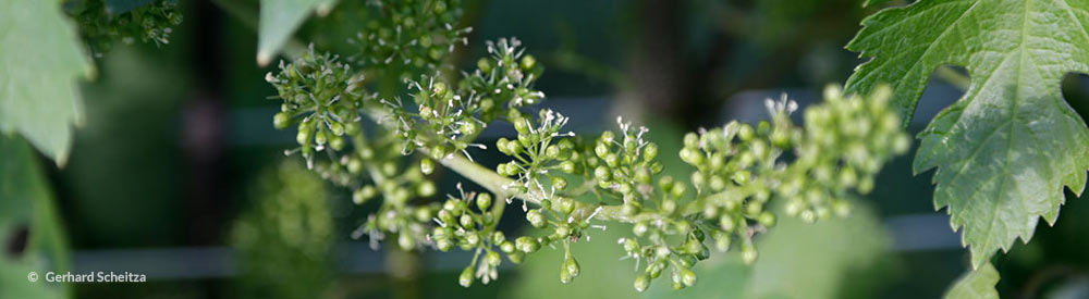 events_evinum_bluete_Weintrauben_Fruehling2